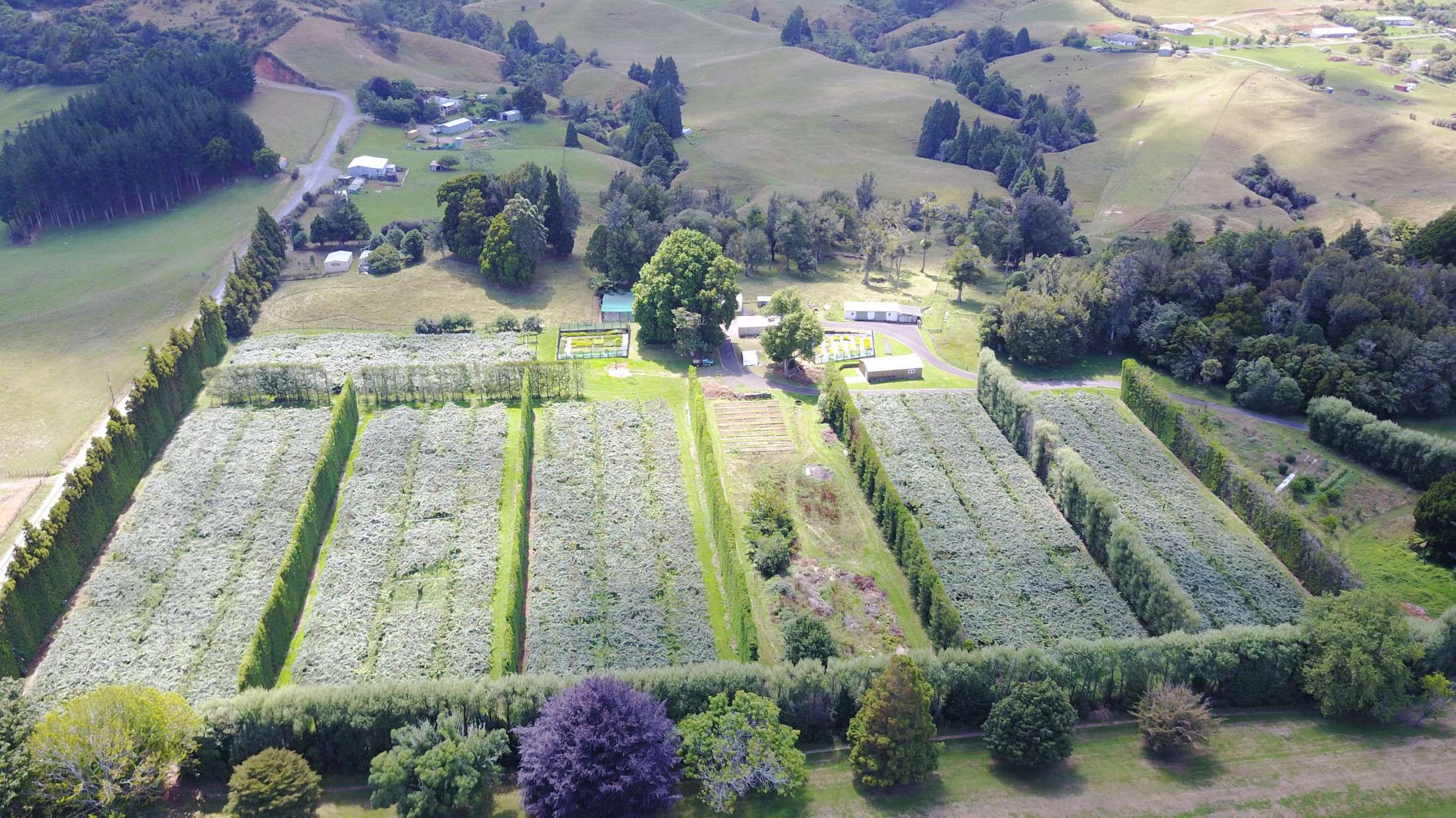 Aerial View Of School Orchard